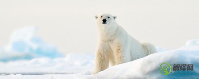 为什么说白熊是北极动物之王(北极熊号称什么他之所以是白色的是因为什么)