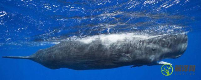 为什么说抹香鲸是哺乳动物中的潜水冠军