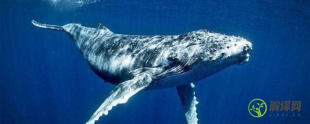 鲸鱼为什么会搁浅鲸鱼搁浅不能游回去的原因