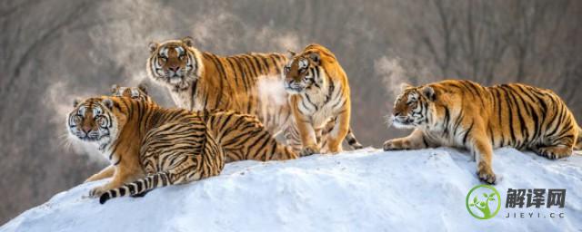 为什么华南虎是世界上需保护的濒危动物之一