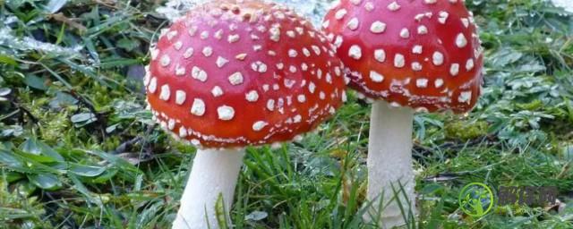 越鲜艳的蘑菇越有毒吗(鲜艳的蘑菇一定有毒这个说法正确吗)