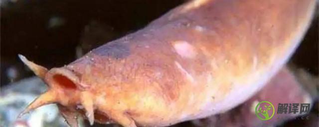 为什么盲鳗可以吃比它大得多的鱼