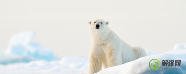 为什么北极熊会噬食同类(北极熊是肉食)