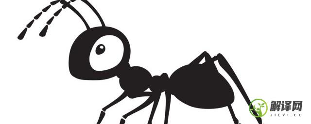蚂蚁为什么总是很忙碌(蚂蚁整天忙忙碌碌的是干什么)