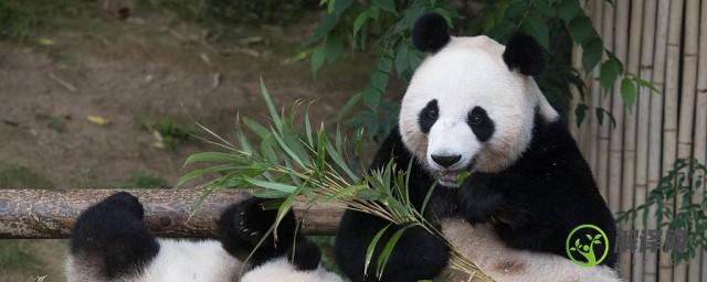 威胁大熊猫生存的原因有哪些呢