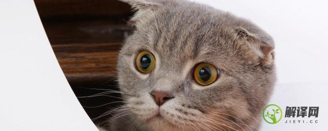 猫的瞳孔为什么会变大变小(猫瞳孔会变小变大是因为什么)
