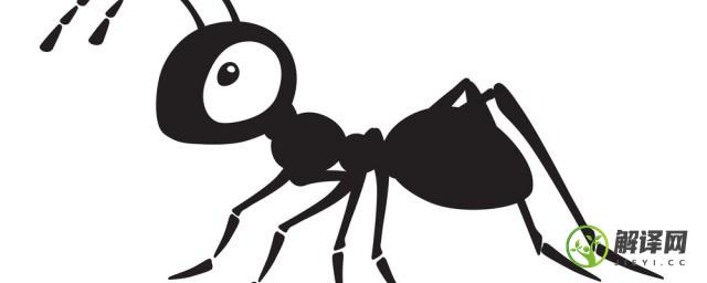 为什么蚂蚁要爬到喜鹊的身上(蚂蚁喜欢往身上爬)