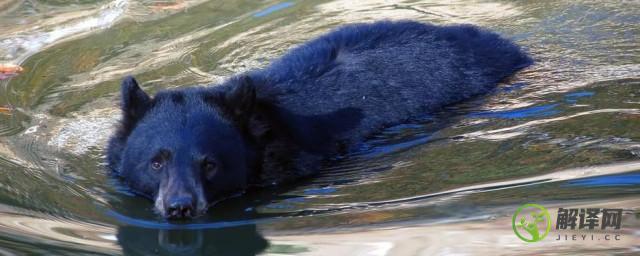 熊会游泳吗(小浣熊会游泳吗)