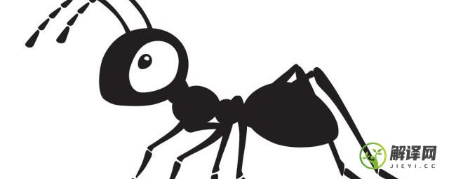 蚂蚁为什么要保护蚜虫(蚂蚁是蚜虫的天敌吗)