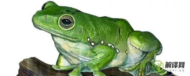角蛙的寿命究竟有几年(角蛙能活多少年)