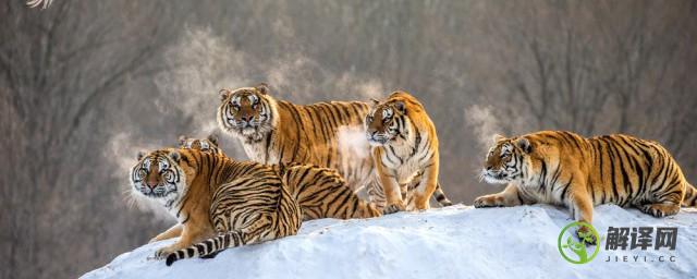 世界上最大的老虎是什么(世界上最大的老虎是什么虎世界上最小的老虎是什么虎)