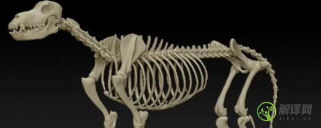 为什么动物的骨骼是拱形的(人体骨骼中的拱形)