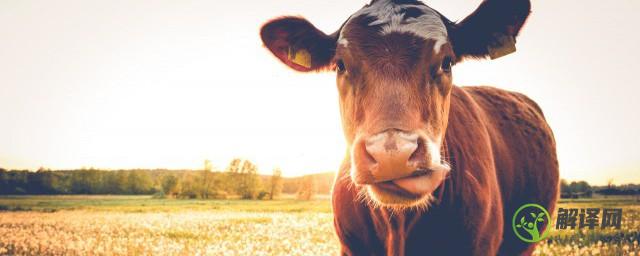 为什么牛不吃东西时嘴巴也在不停地咀嚼
