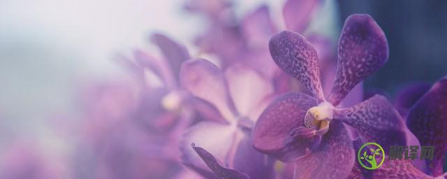 紫根兰什么时候开花(紫根兰多长时间才开花)