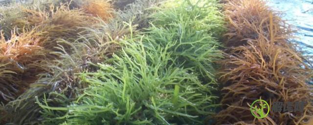 海藻怎么种植(海藻种植方法土养)