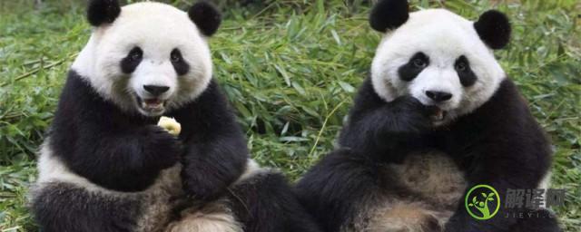 熊猫有几个手指头几个脚趾头(熊猫的脚有几个脚趾头)