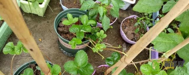 爬藤草莓怎么种植方法(四季爬藤草莓怎样种植)