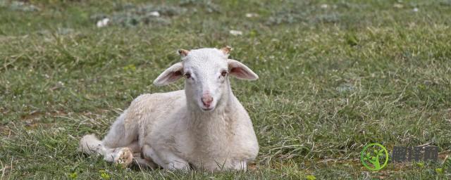 为什么澳洲冬季剪羊毛(澳大利亚的羊什么时候剪羊毛)