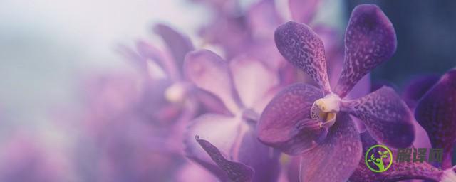 紫罗兰什么季节开放(紫罗兰几月份开花)