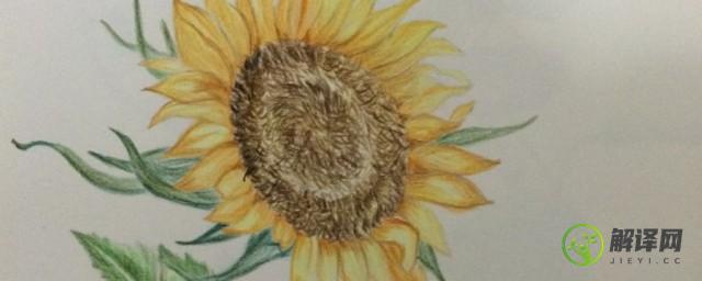 两颗向日葵的彩铅画怎么画(彩铅画花向日葵)