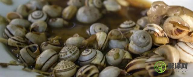 煮蜗牛怎么做好吃(蜗牛怎么做法更好吃?)