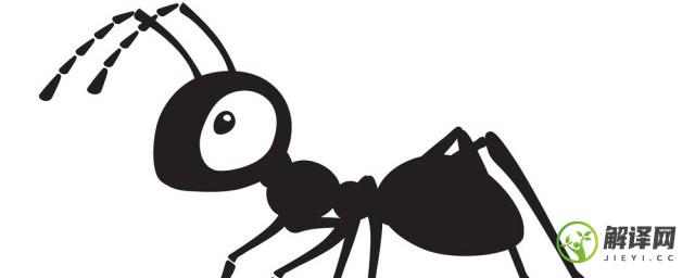 蚂蚁的习性是什么