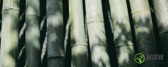 竹子发霉怎么处理黑斑(如何去除竹子上的黑霉斑)