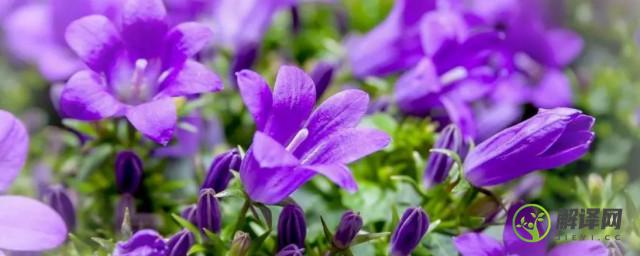 紫色桔梗花的花语是什么(浅紫色桔梗花语)