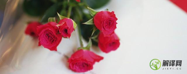 如何保存玫瑰花(如何保存玫瑰花束)