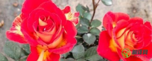 如何区分干的玫瑰花和月季花(玫瑰干花与月季干花的区别用图片比较说明)
