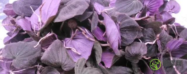 紫色叶子的菜叫什么名字(紫色叶子的菜叫啥)