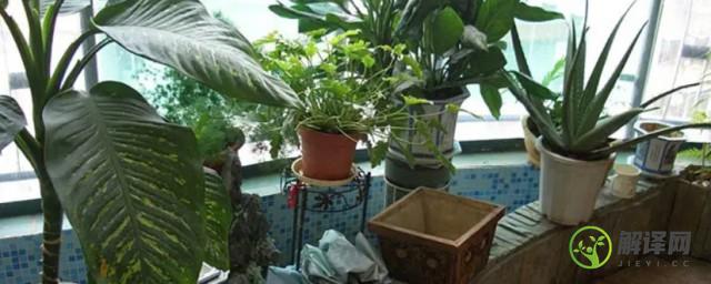 室内适宜种植的大型绿色植物(适合室外种植的常绿植物)
