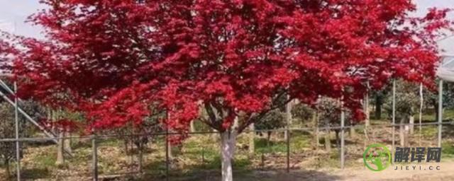 日本红枫苗日本红枫树的种植方法