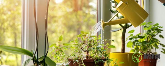 植物在室内可以进行光合作用吗