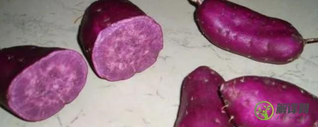 紫薯如何保存不会发芽(紫薯会不会发芽)
