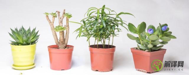 被子植物和裸子植物的区别(被子植物和裸子植物的区别是)