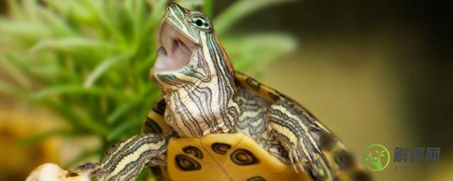 乌龟养殖方法和注意事项(乌龟的正确养殖方法)