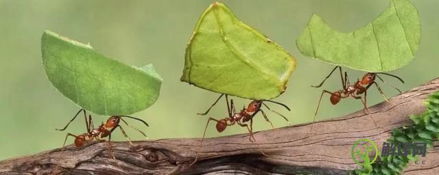 白蚁和蚂蚁的区别(白蚁与蚂蚁区别)
