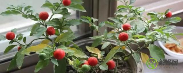樱桃籽可以种成小盆栽吗(大樱桃的籽可以种植吗)