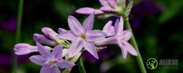 紫娇花的养殖方法和注意事项(紫娇花的种植方法)