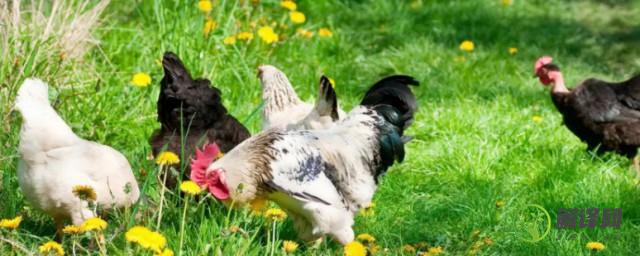 春季蛋鸡养殖注意哪些事项(蛋鸡春季的饲养管理要点)