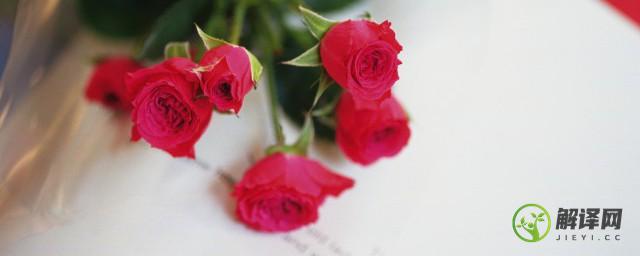 送玫瑰花送几朵分别代表什么含义