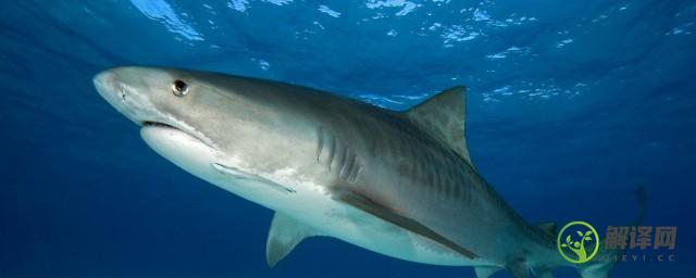 世界上最危险的鲨鱼是哪一种(世界上哪种鲨鱼最可怕)