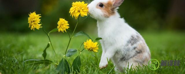 梦见小白兔子是什么意思周公解梦