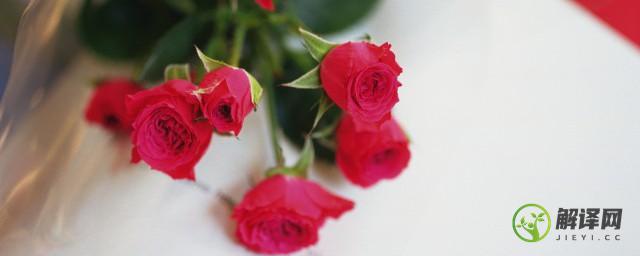 盆栽玫瑰怎么养和剪枝(玫瑰花可以剪枝栽吗)