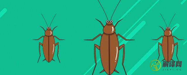 什么东西灭蟑螂最快最有效且无毒