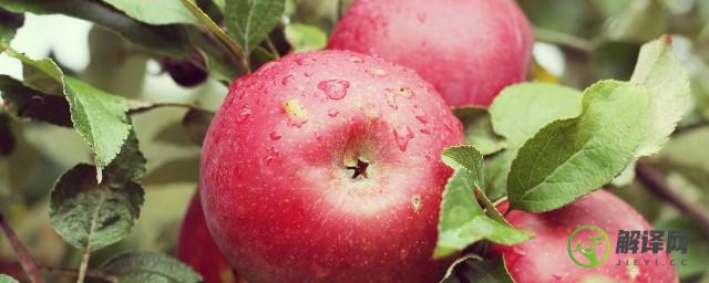 苹果树的养殖方法和注意事项(苹果树的种植方法及注意事项)