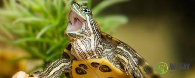 巴西龟多久喂一次食(巴西龟一般几天喂食一次)