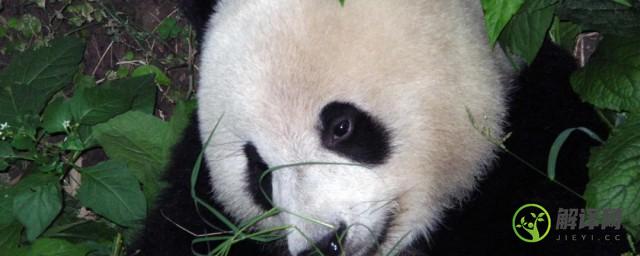为什么大熊猫被称为国宝(为什么大熊猫被称为国宝60个字)