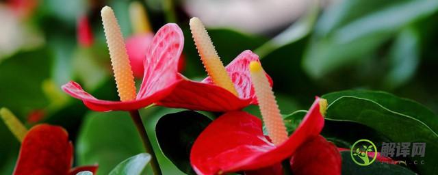 红掌属于什么科的植物(红掌是草本植物吗)